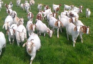 Ngủ mơ thấy con dê đánh đề con gì có xác suất thành công cao nhất